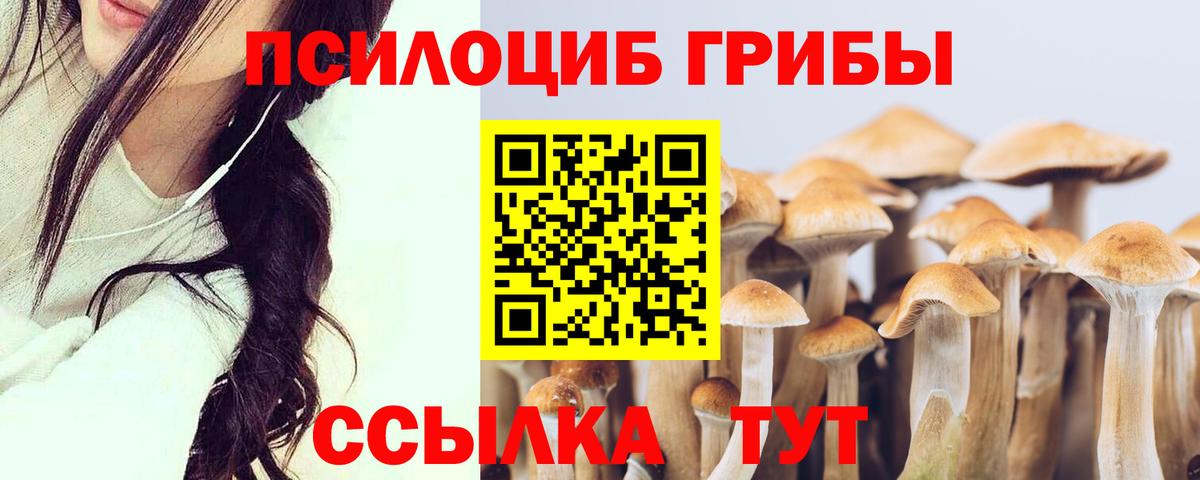 Псилоцибиновые грибы Psilocybe  Вход с VPN  Краснознаменск 